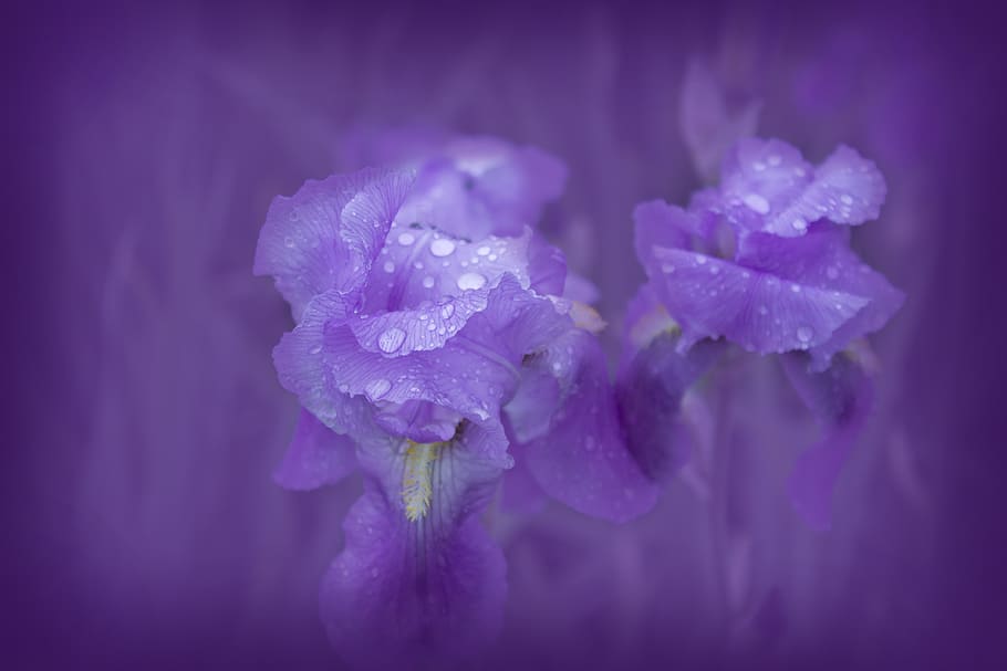 iris, violet, plant, nature, spring, flora, blue, garden, flowers HD wallpaper
