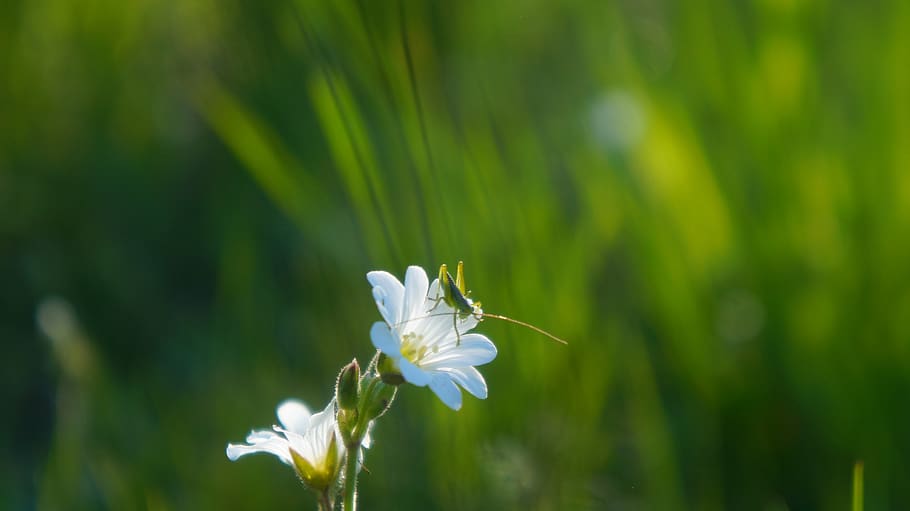 nature, plants, meadow, white, flowers, rogownica, spring, insect HD wallpaper