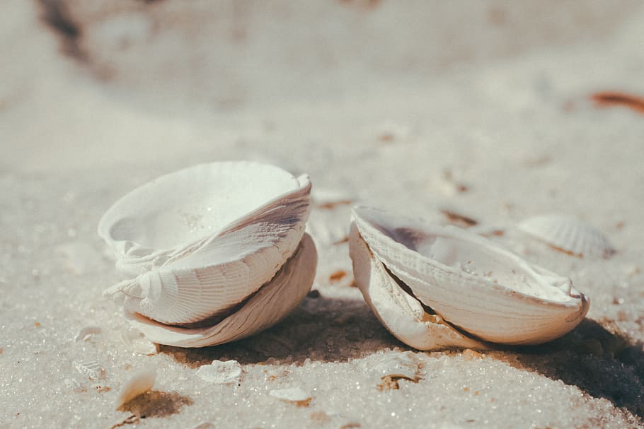 sand, beach, shell, saintpete, close-up, no people, animal wildlife HD wallpaper