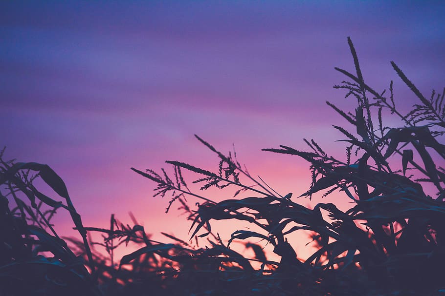 silhouette plants during sunset, sky, nature, no people, beauty in nature HD wallpaper