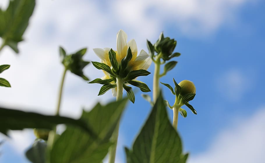 huddersfield, plant, leaf, plant part, flower, beauty in nature HD wallpaper