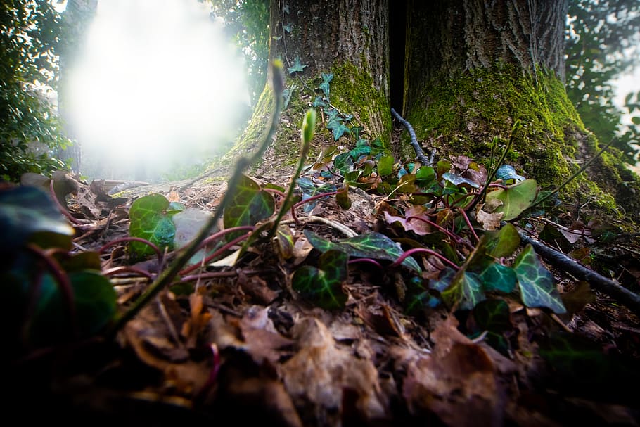 light, flare, vegetation, plant, tree, land, outdoors, nature HD wallpaper