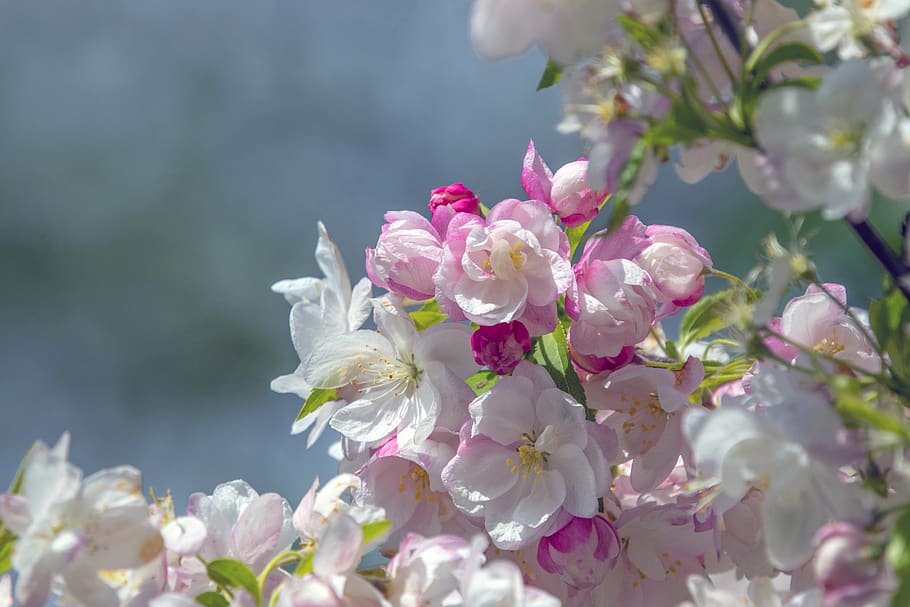 blossom, spring, bloom, flower, plant, nature, white, pink HD wallpaper