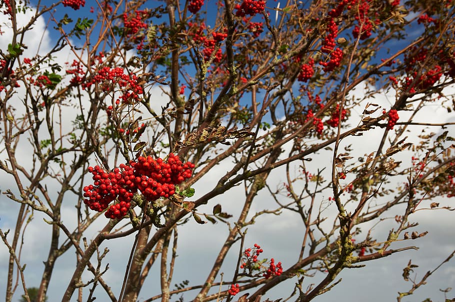 netherlands, ameland, plant, tree, flower, growth, branch, flowering plant HD wallpaper
