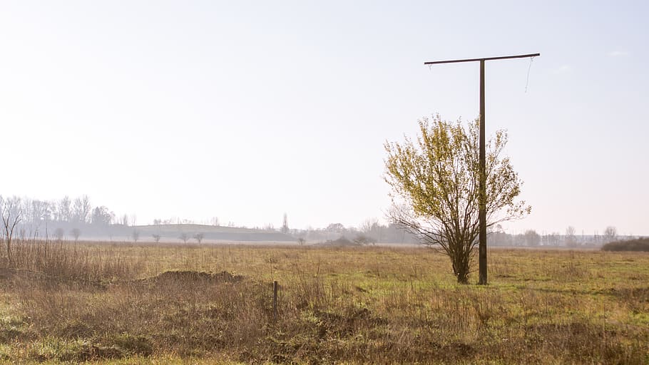 germany, rangsdorf, field, grass, tree, fog, autumn, lost place HD wallpaper