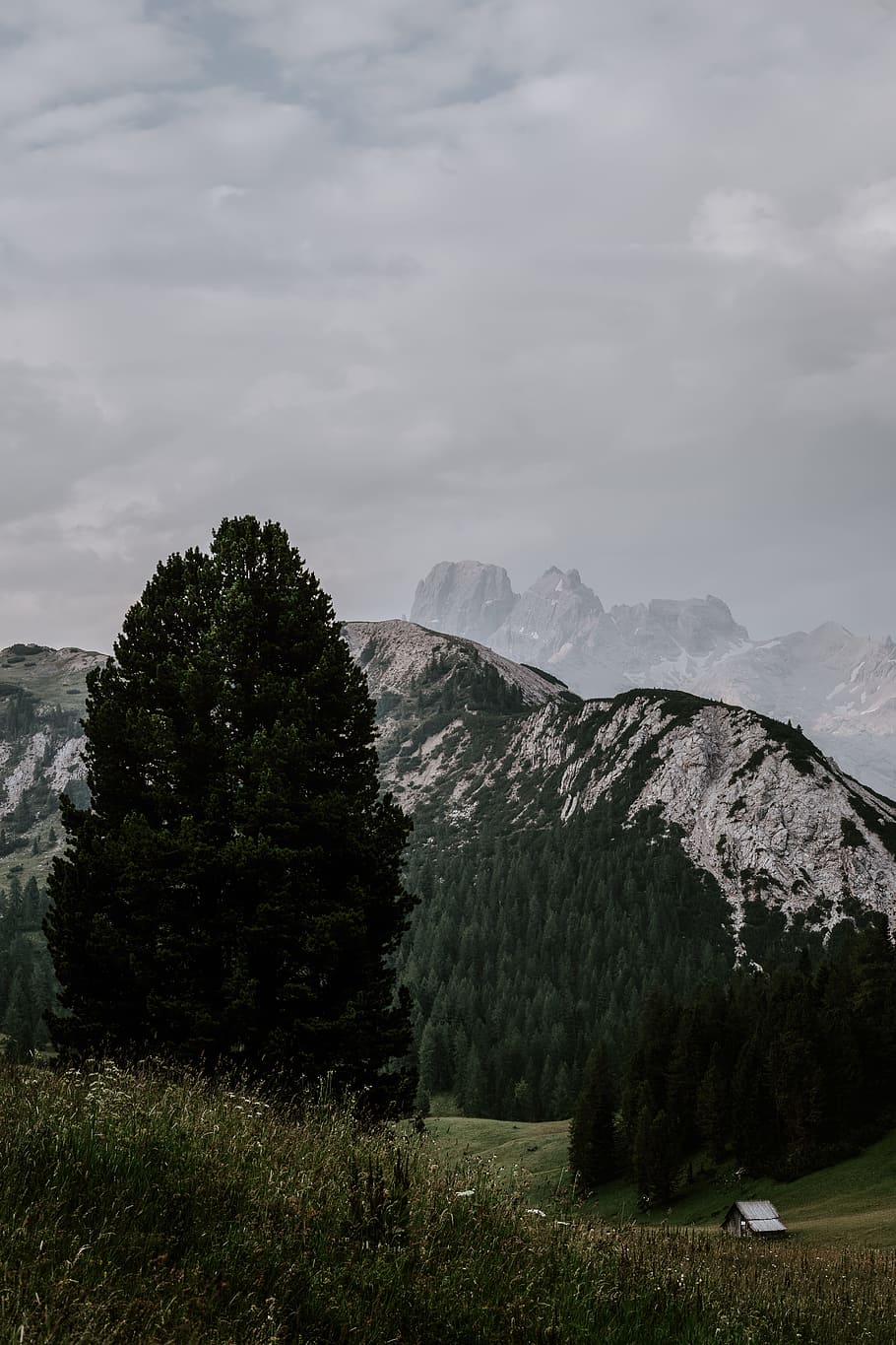 green pine tree, mountain, ridge, cloudy, android wallpaper, summer HD wallpaper