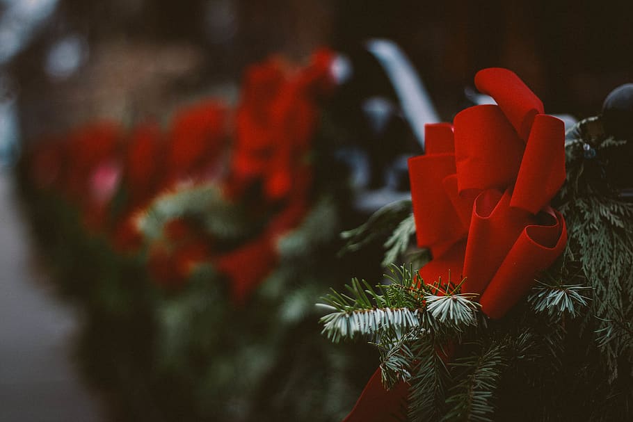 red ribbon in Christmas tree, holiday cheer, bow, evergreen, tis the season HD wallpaper
