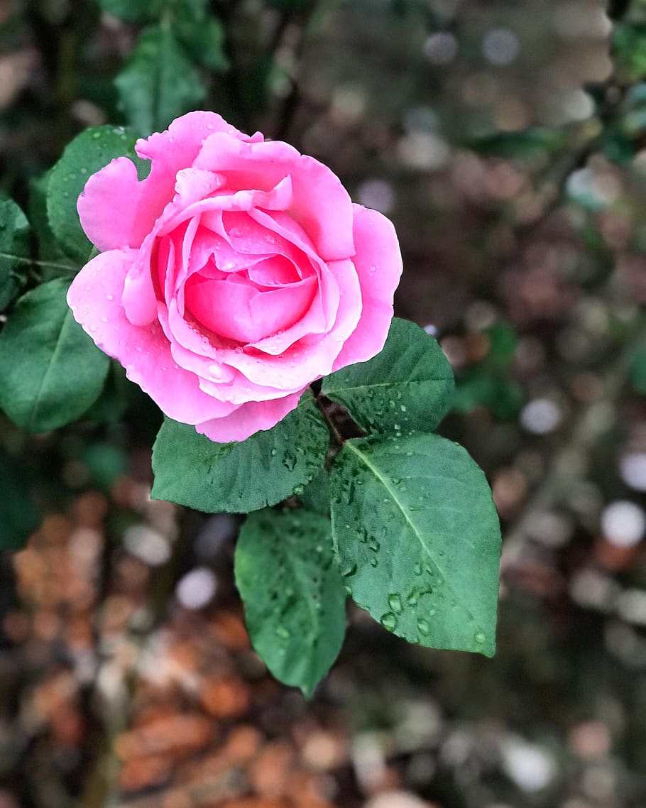 Close-Up Photography of Pink Flower, beautiful, bloom, blooming HD wallpaper