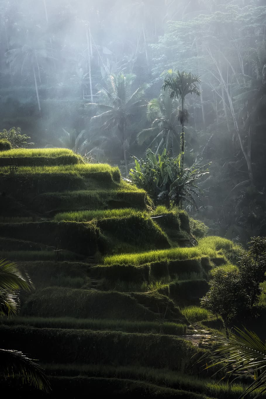 Hd Wallpaper Green Hill Bali Environment Fog Foggy Landscape Nature Wallpaper Flare