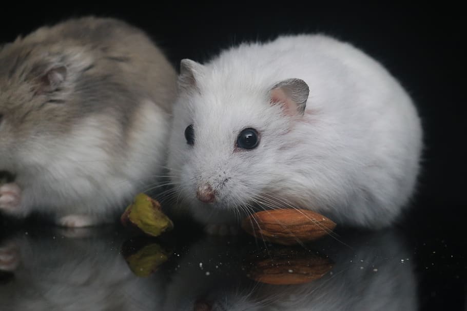 hamster, pets, small animals, animal themes, mammal, animal wildlife HD wallpaper