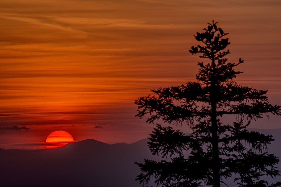 sunset, tree, landscape, sky, nature, clouds, twilight, dusk HD wallpaper