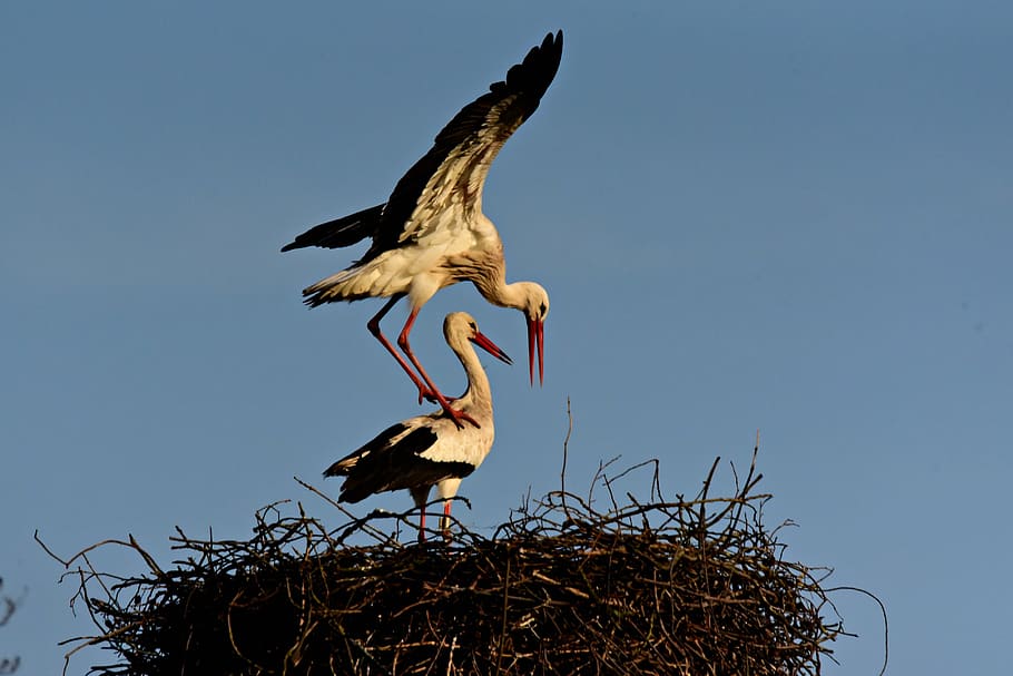 stork, bird, animal, mating, nest, wing, plumage, feather, beak HD wallpaper