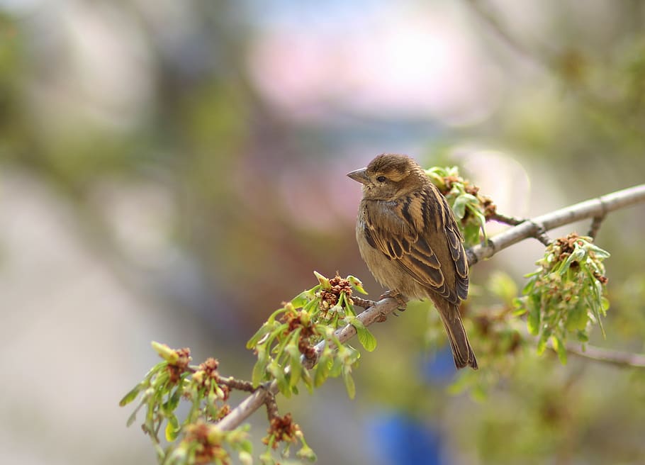 sparrow, birds, casey, tree, green, plumage, animal themes HD wallpaper
