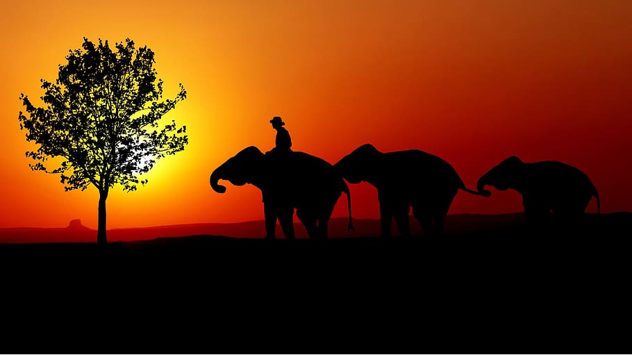sunset, nature, elephants, mahout, tree, twilight, color, evening HD wallpaper