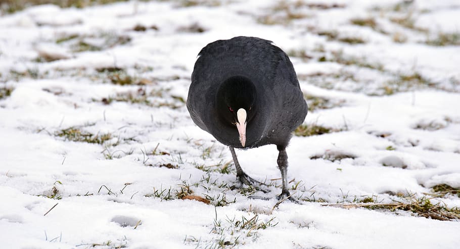 coot, blessralle, black, cold, search, bill, duck bird, animal world HD wallpaper