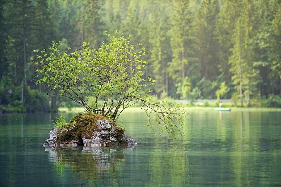 Green Leafed Plant On Body Of Water, calm, daylight, environment HD wallpaper