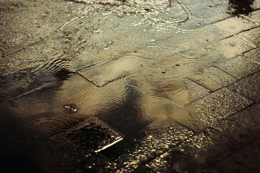 water, drops, road, rain, high angle view, animal themes, nature HD wallpaper