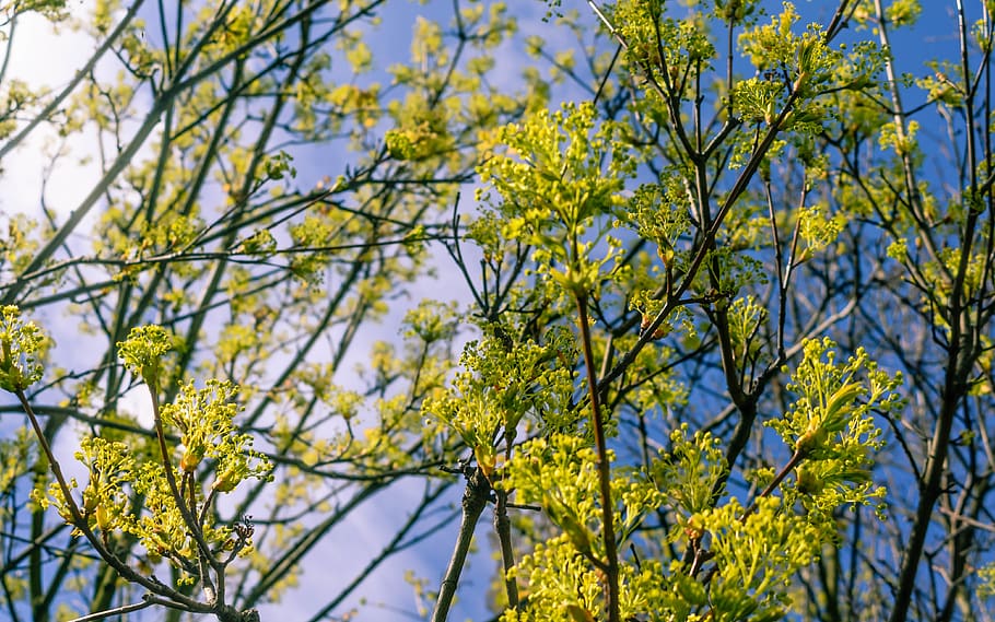 flower, tree, plant, yellow, growth, beauty in nature, flowering plant HD wallpaper
