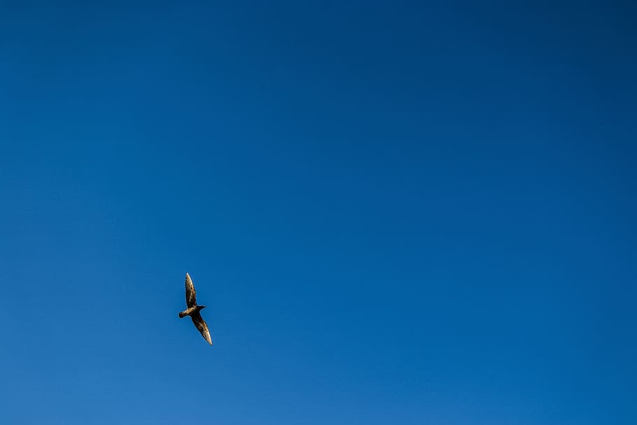 bird, animal, flying, eagle, airplane, vehicle, aircraft, transportation HD wallpaper