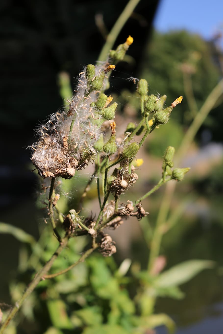 riverside, plant, flora, bud, close up, growth, close-up, focus on foreground HD wallpaper