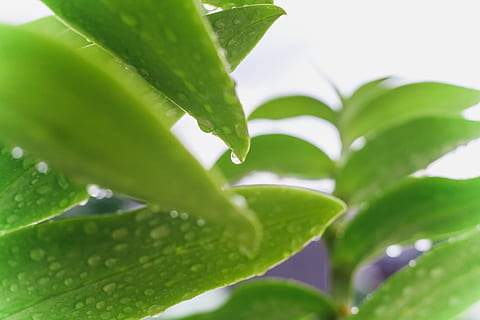 philippines, cagayan de oro, leaf, green, leaves, rain, nature HD wallpaper