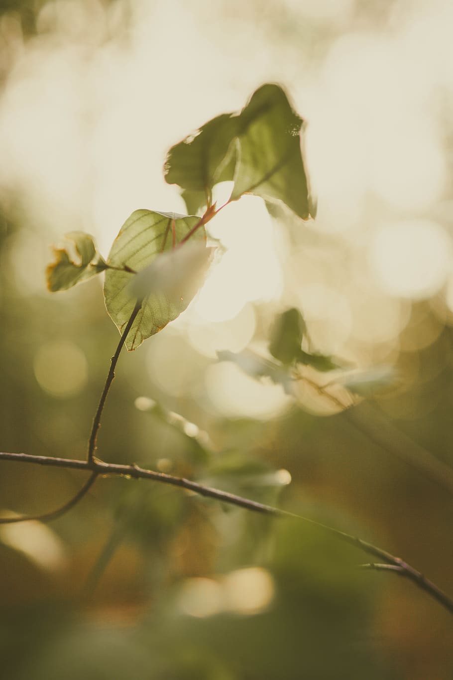 selective focus of green leaf, plant, beauty in nature, growth HD wallpaper