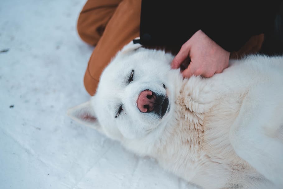person touching white dog, mammal, animal, pet, canine, human HD wallpaper