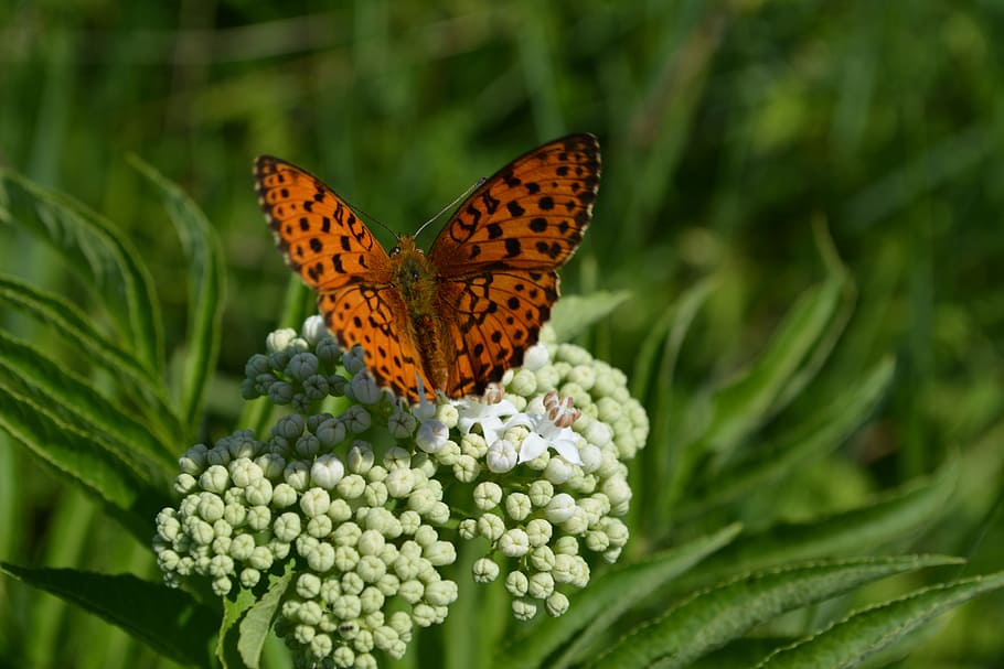 butterfly, insect, plants, green, nature, invertebrate, animal wildlife HD wallpaper