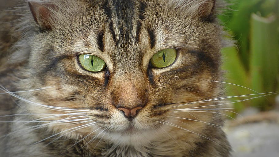 cat, eye, look, tabby, wild, animal themes, feline, one animal HD wallpaper