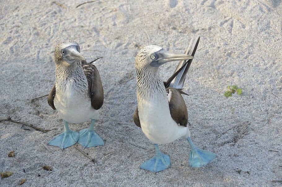 HD wallpaper: galapagos, bird, blauwvoetgent, booby, nature, ecuador, feet | Wallpaper Flare