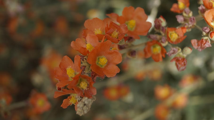 orange, flower, bloom, nature, blossom, spring, romantic, arizona HD wallpaper