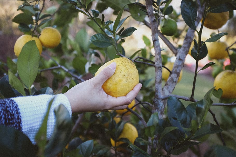 person holding yellow fruit, tree, flora, food, citrus fruit, HD wallpaper