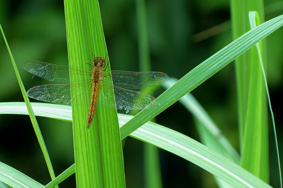 Shallow Focus Photography of Brown Dragonfly, insect, animal HD wallpaper