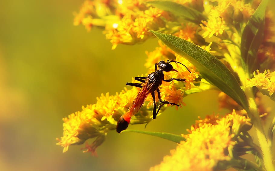 invertebrate, insect, flowering plant, animals in the wild HD wallpaper