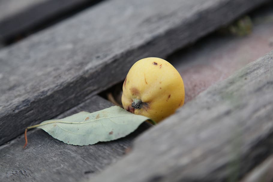 apple, tree, yellow apple, harvest, nature, autumn, fruit, healthy eating HD wallpaper