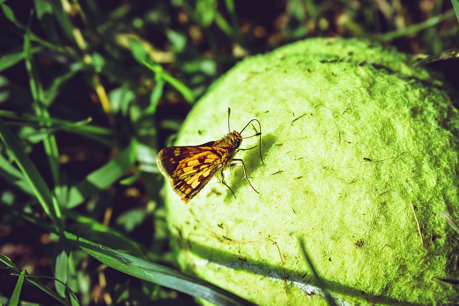 Brown Skipper Moth Perched On Ball, bug, grass, insect, little HD wallpaper