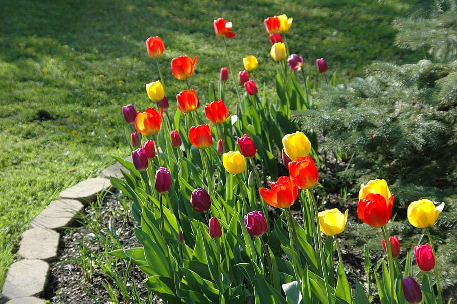 flower, garden, bloom, red, yellow, tulips, plant, flowering plant HD wallpaper