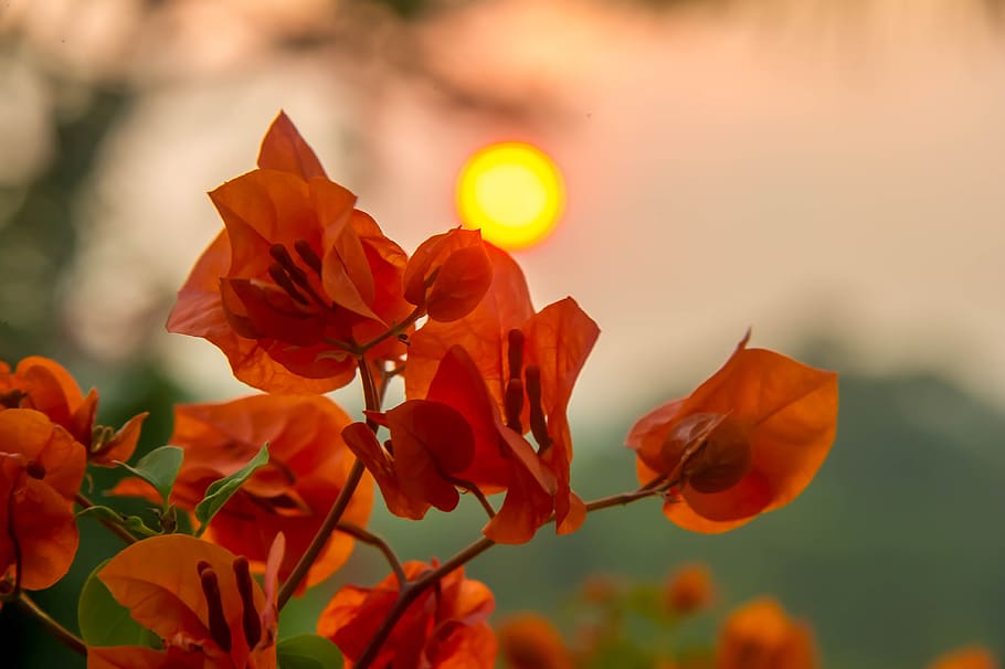 sunset, flowers, nature, summer, landscape, sky, fantasy, light HD wallpaper