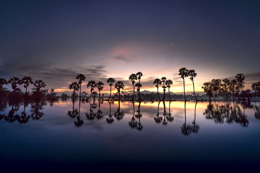 scenery, palm, tree, sunrise, background, sky, nature, full color HD wallpaper