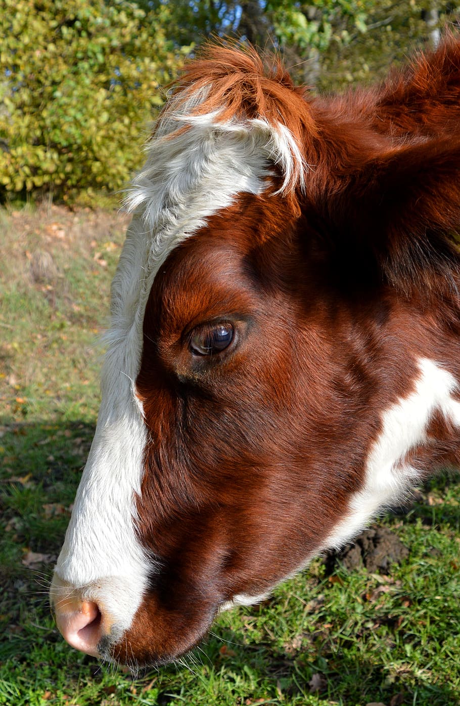 cow, head, close up, ruminant, animal, pets, domestic animals HD wallpaper