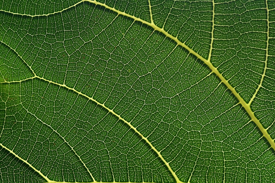 fig leaf, green, close up, macro, mediterranean, tree, beautiful HD wallpaper