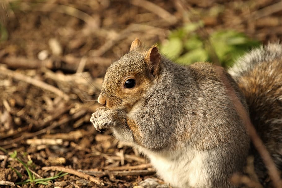 squirrel, feeding, nature, forest, wildlife, cute, outdoor HD wallpaper