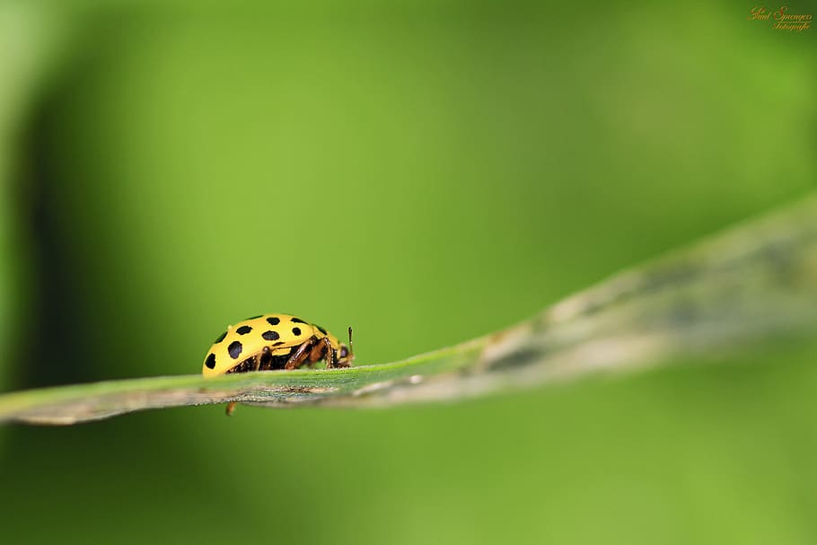 Green Lady Bug on Plant Leaf, beetle, insect, ladybug, macro HD wallpaper