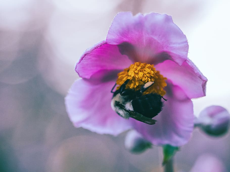 plant, pollen, flower, geranium, blossom, insect, bee, honey bee HD wallpaper