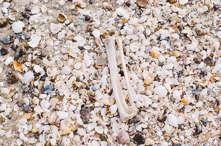 beach, nature, shells, bone, mood, stone - object, rock, solid HD wallpaper