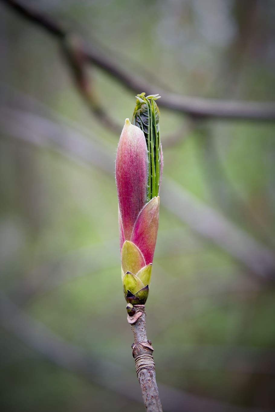 pink flower bud, plant, beauty in nature, growth, flowering plant HD wallpaper