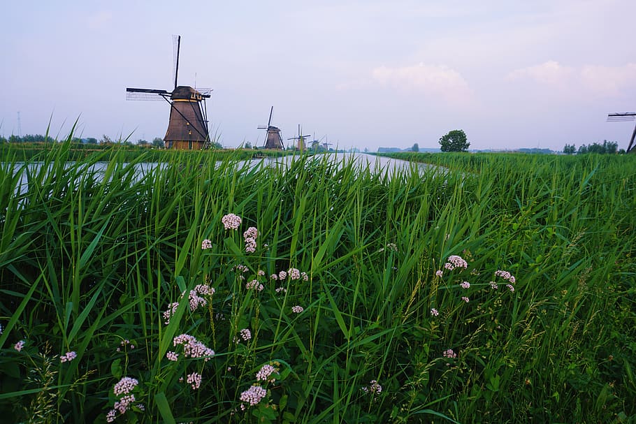 netherlands, kinderdijk, plant, growth, field, green color HD wallpaper