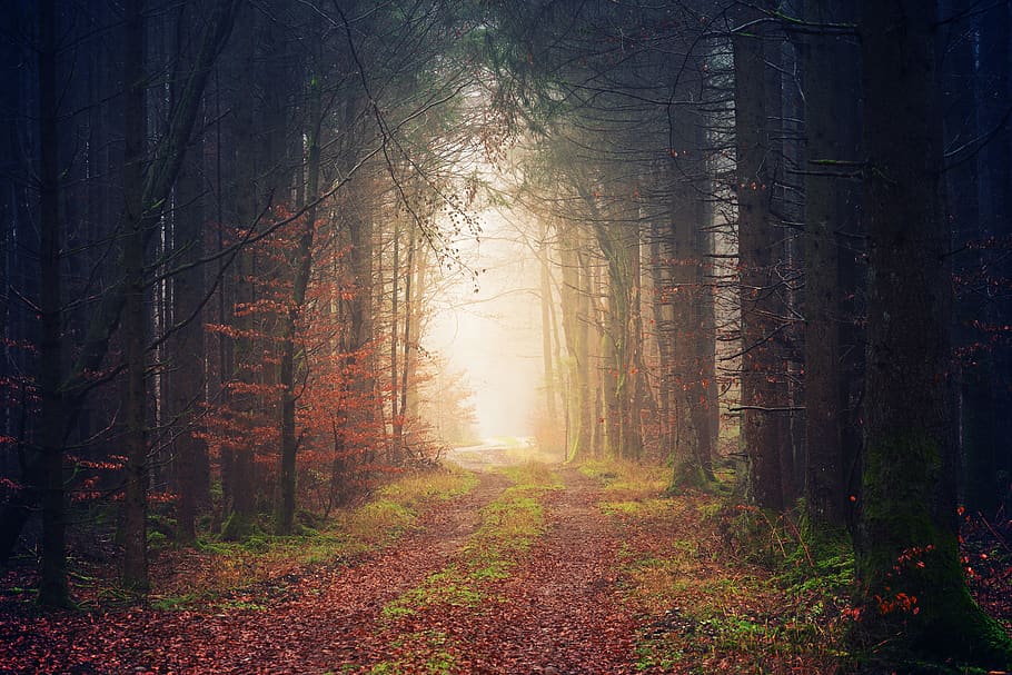 forest during daytime, tree, land, plant, tranquility, autumn HD wallpaper