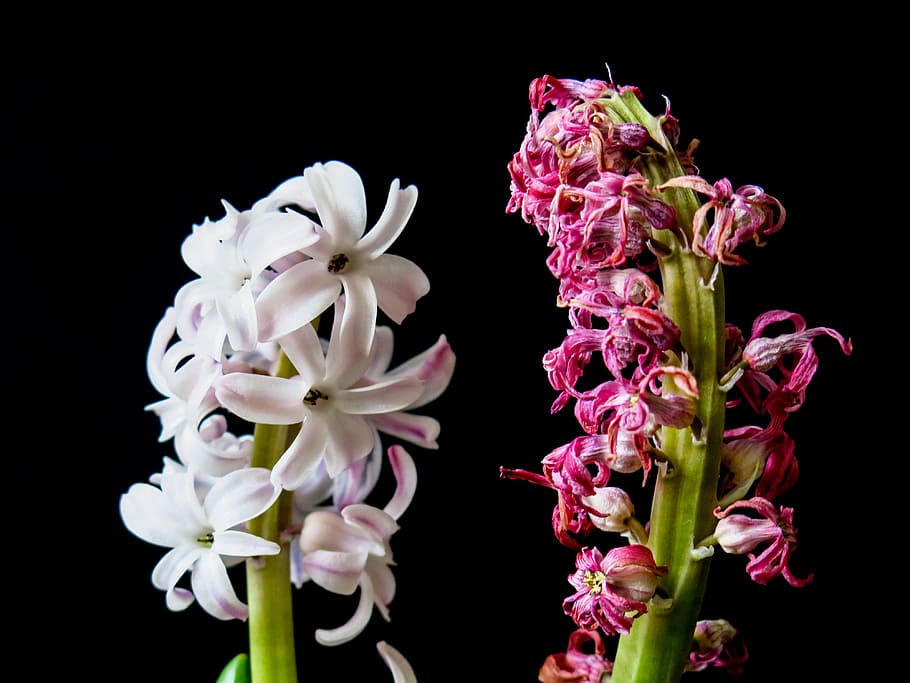 Purple and White Orchids, beautiful, blooming, bright, bulb, color HD wallpaper