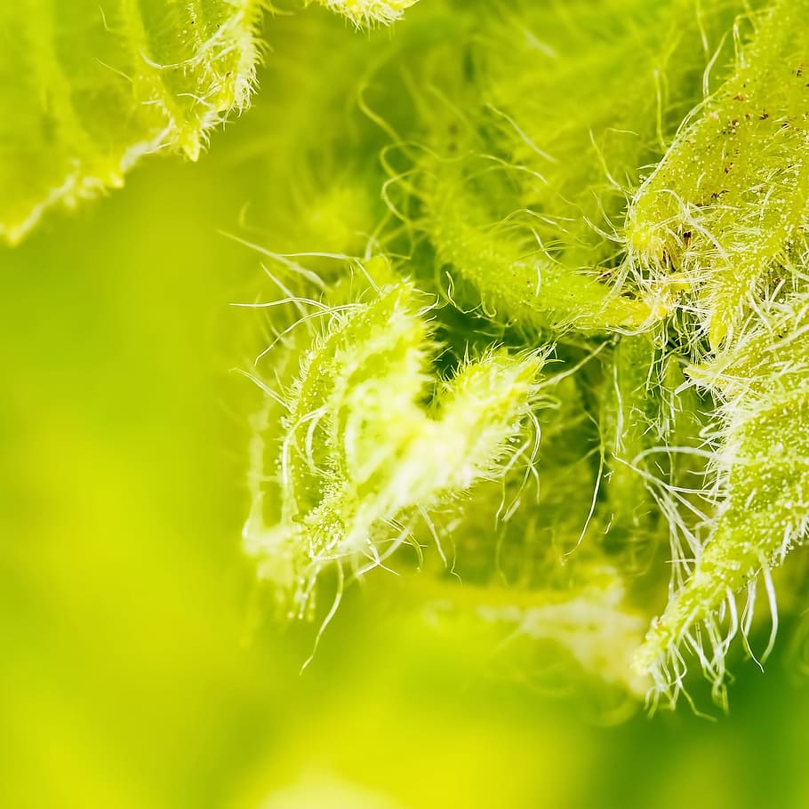 abstract, background, blur, bright, eco, ecology, fresh, green HD wallpaper